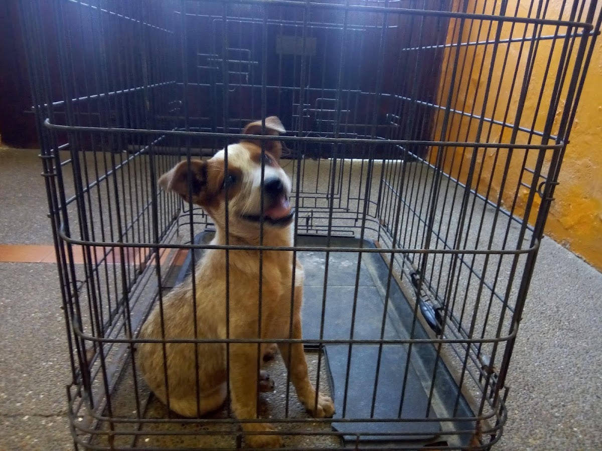 Centro Veterinario Monterrey — foto 3