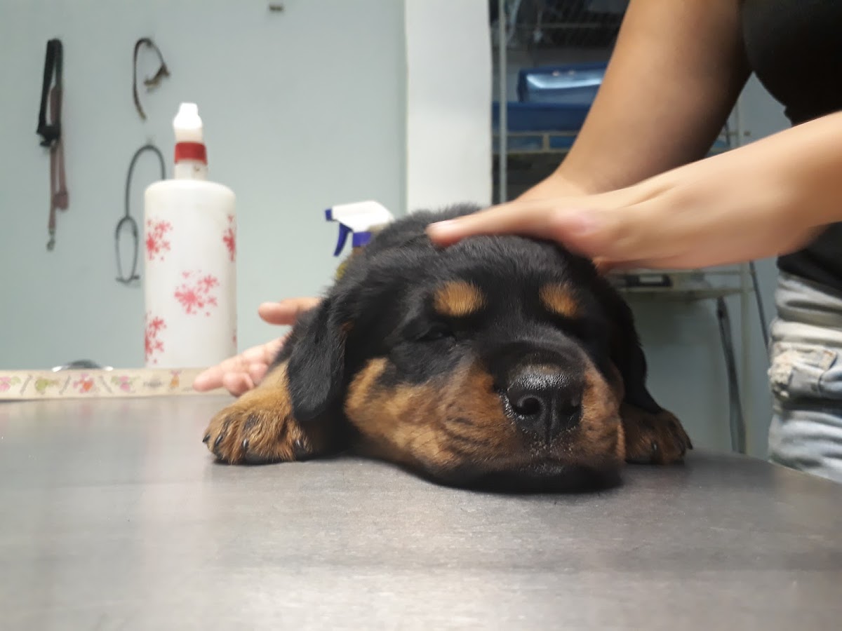 Clínica Veterinaria PET HOME