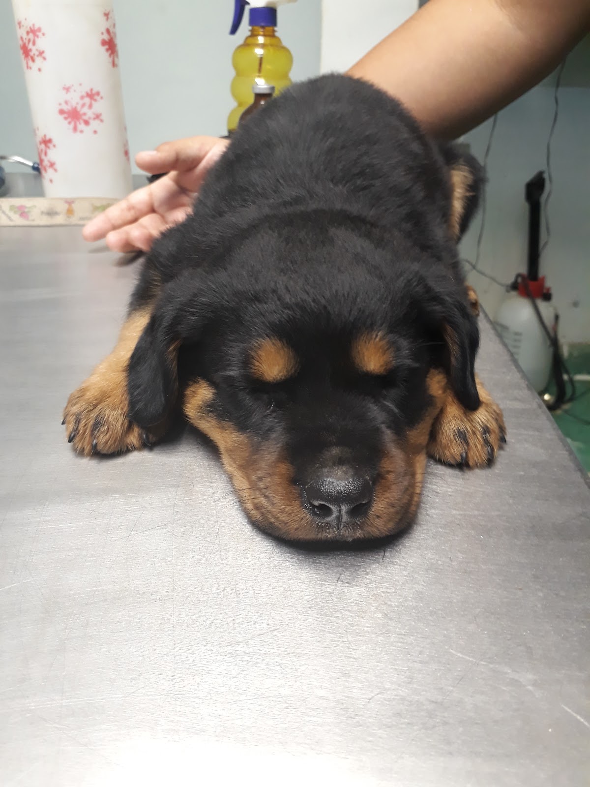 Clínica Veterinaria PET HOME — foto 3
