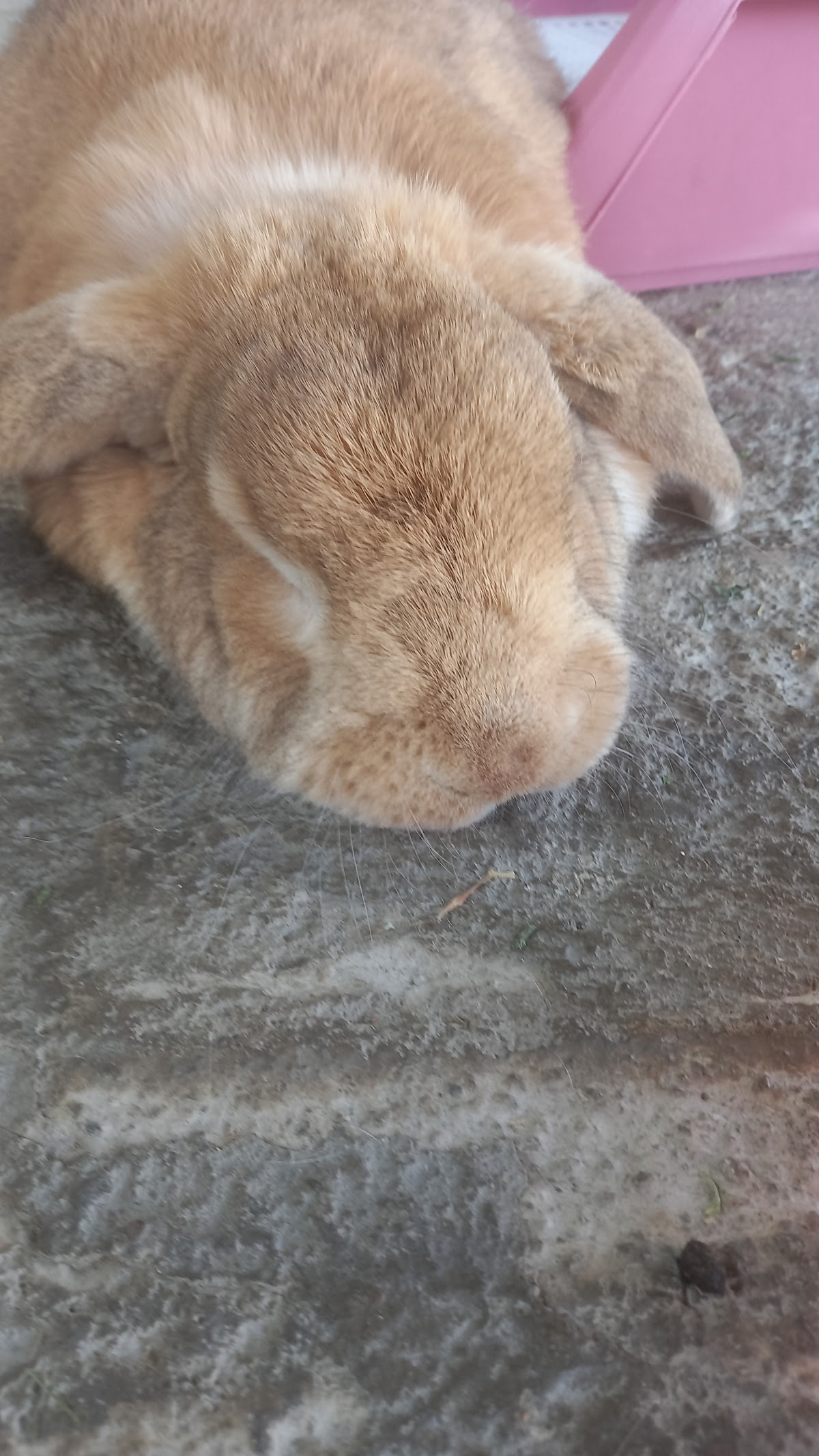 VETERINARIA DC — foto 2
