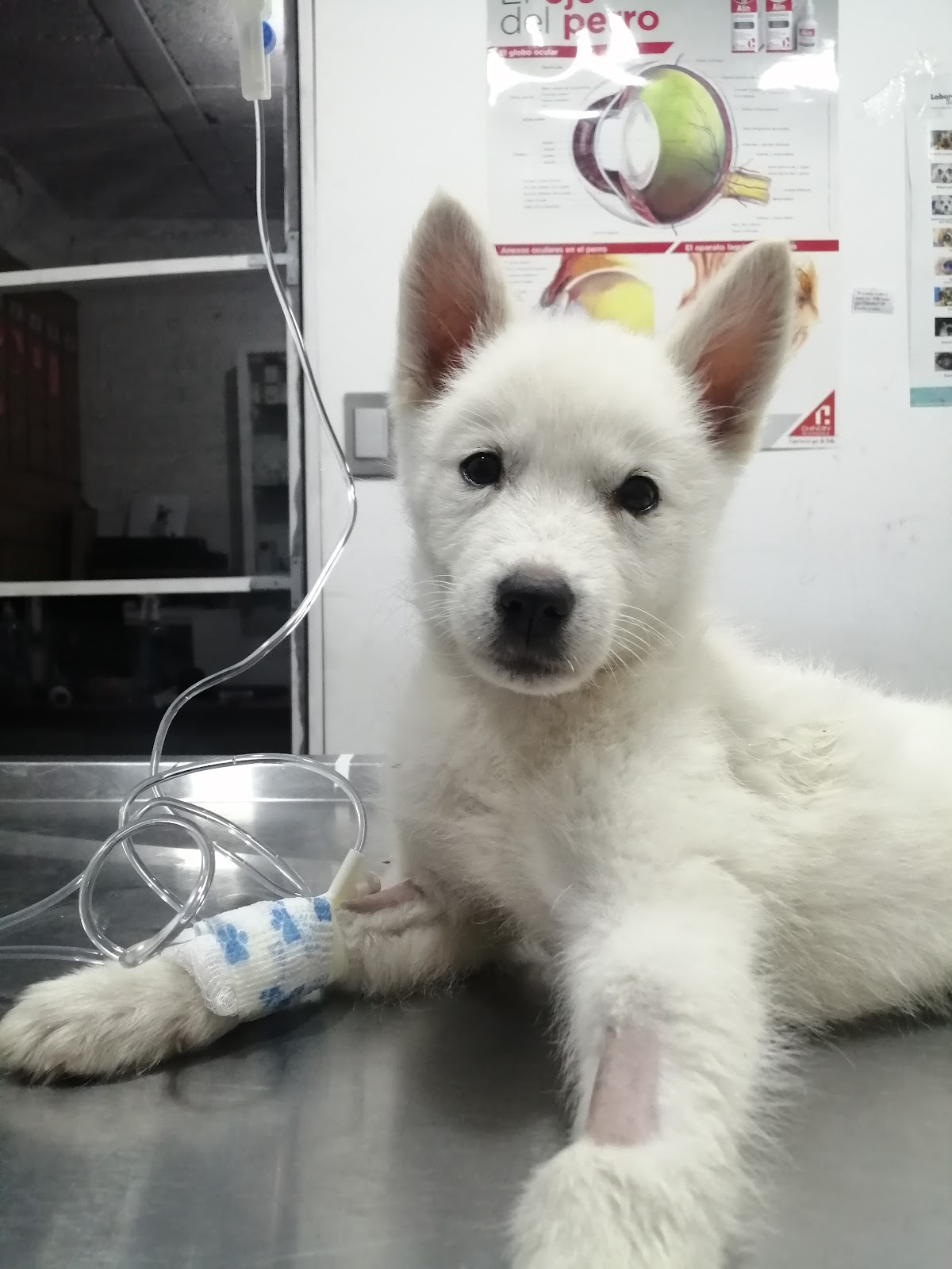 VETERINARIA DC — foto 3