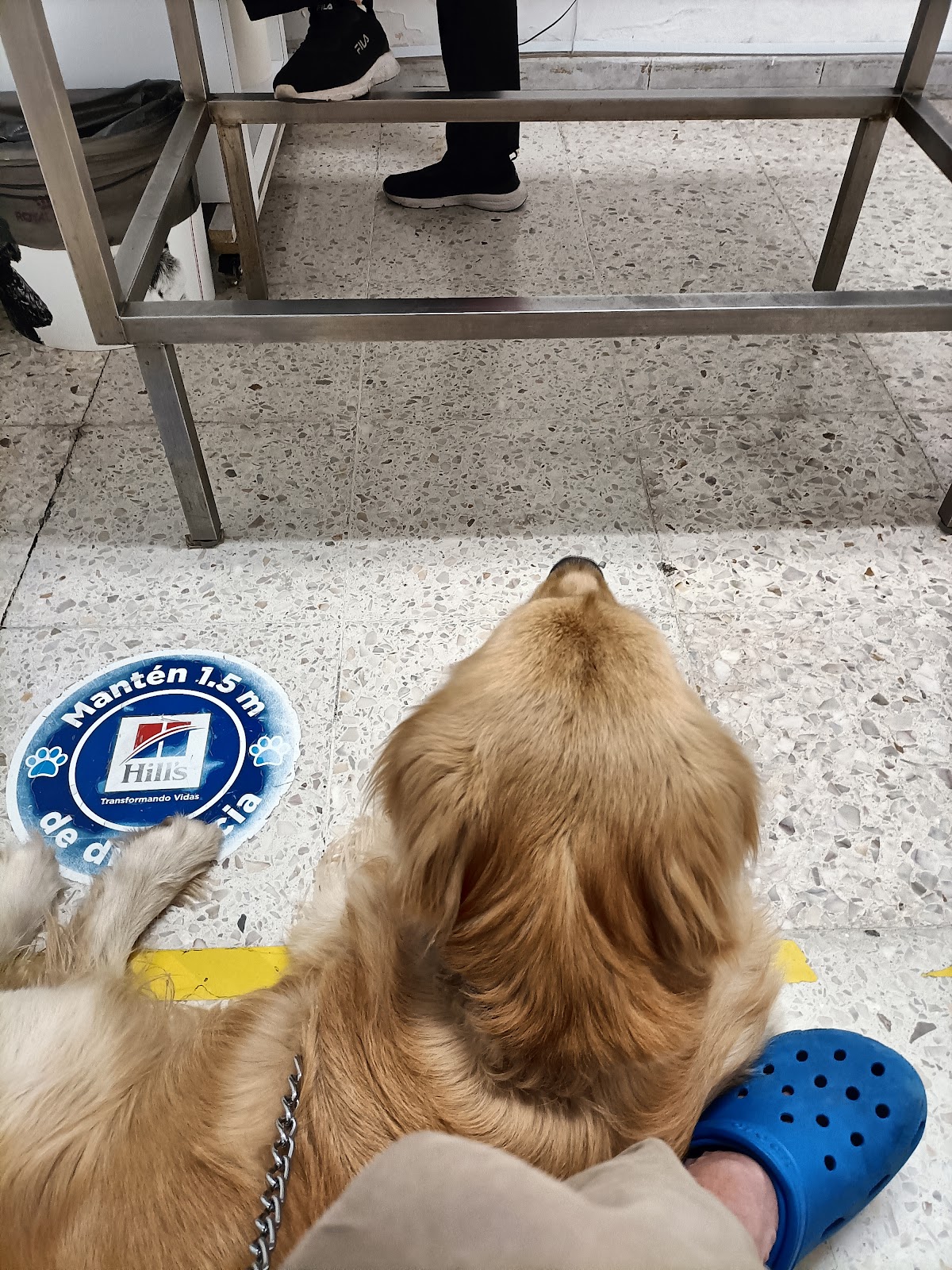 Hospital Altavet - Especialidades Veterinarias — foto 2
