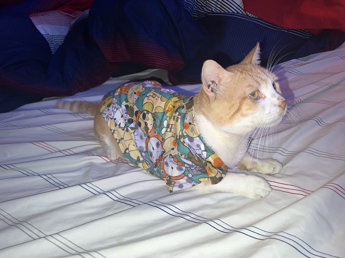 CLÍNICA VETERINARIA BAZAN — foto 2