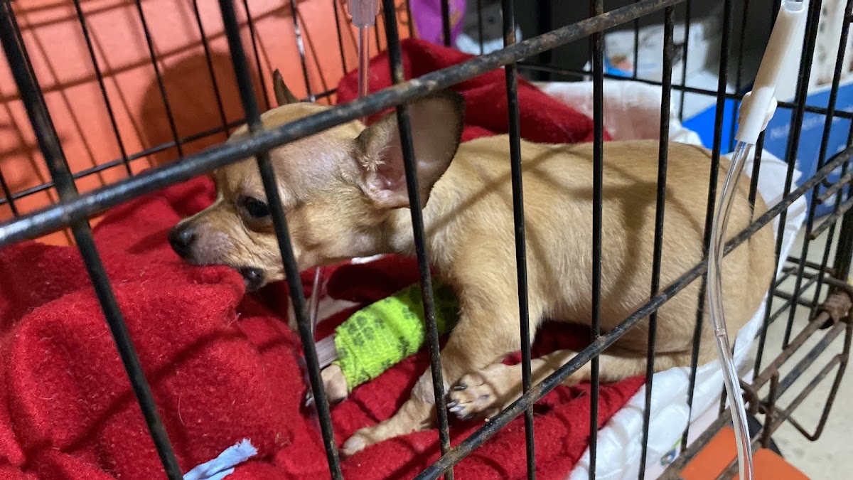 CLÍNICA VETERINARIA BAZAN — foto 3