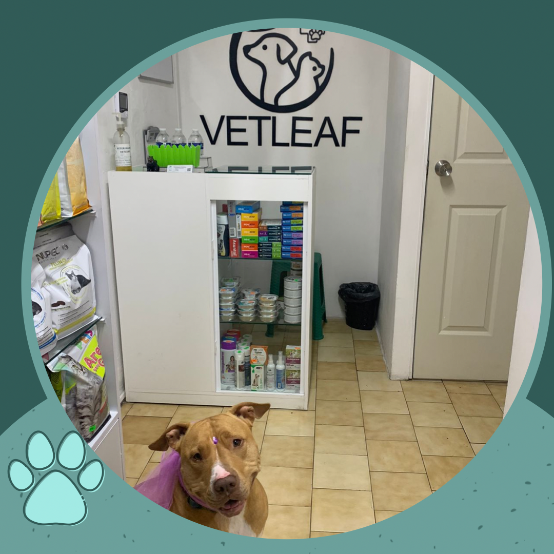 Vetleaf Veterinaria y Estética
