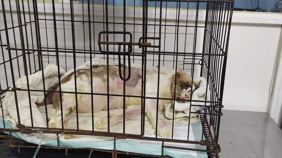 HOSPITAL VETERINARIO REVILLA