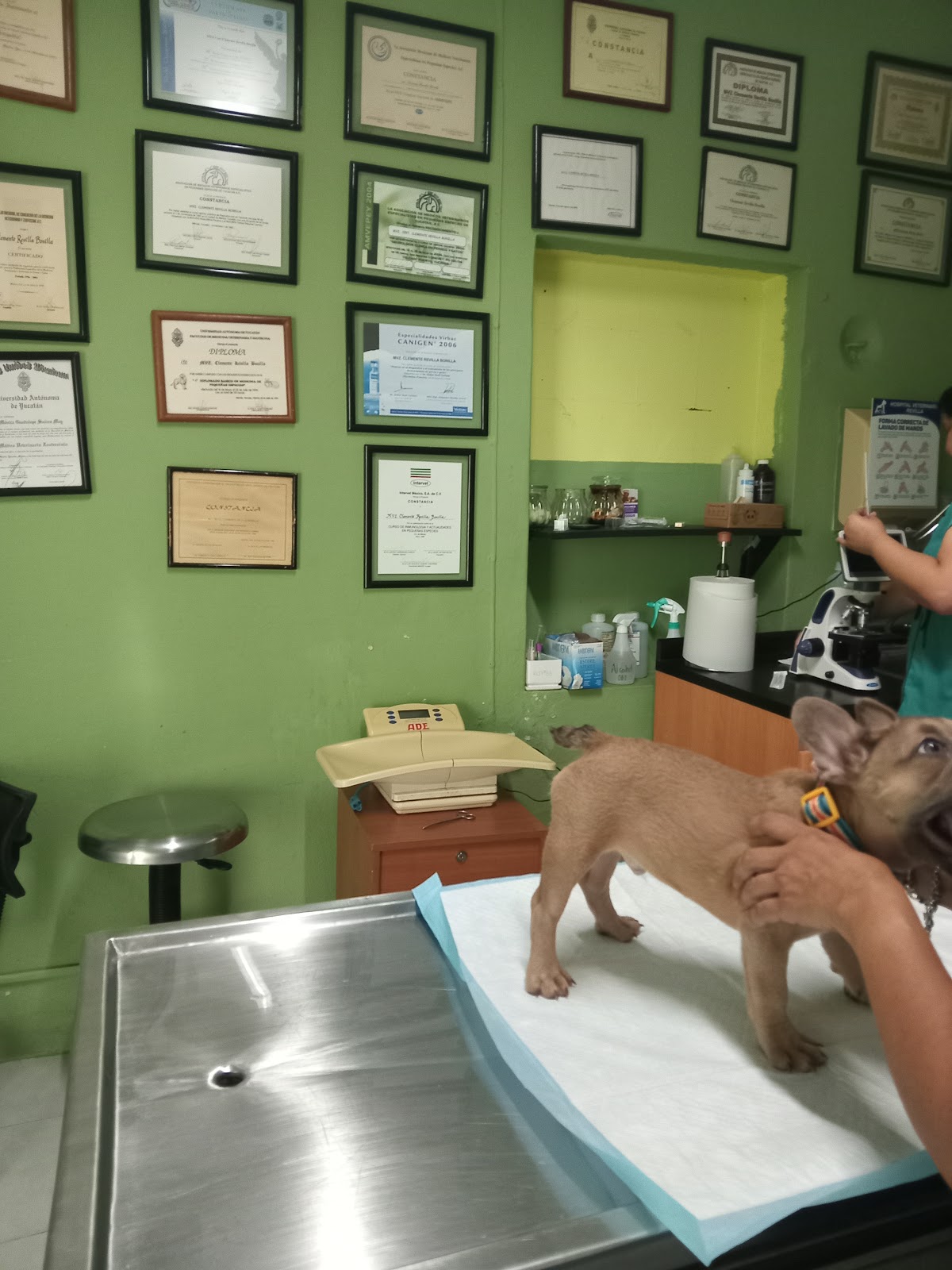 HOSPITAL VETERINARIO REVILLA — foto 4