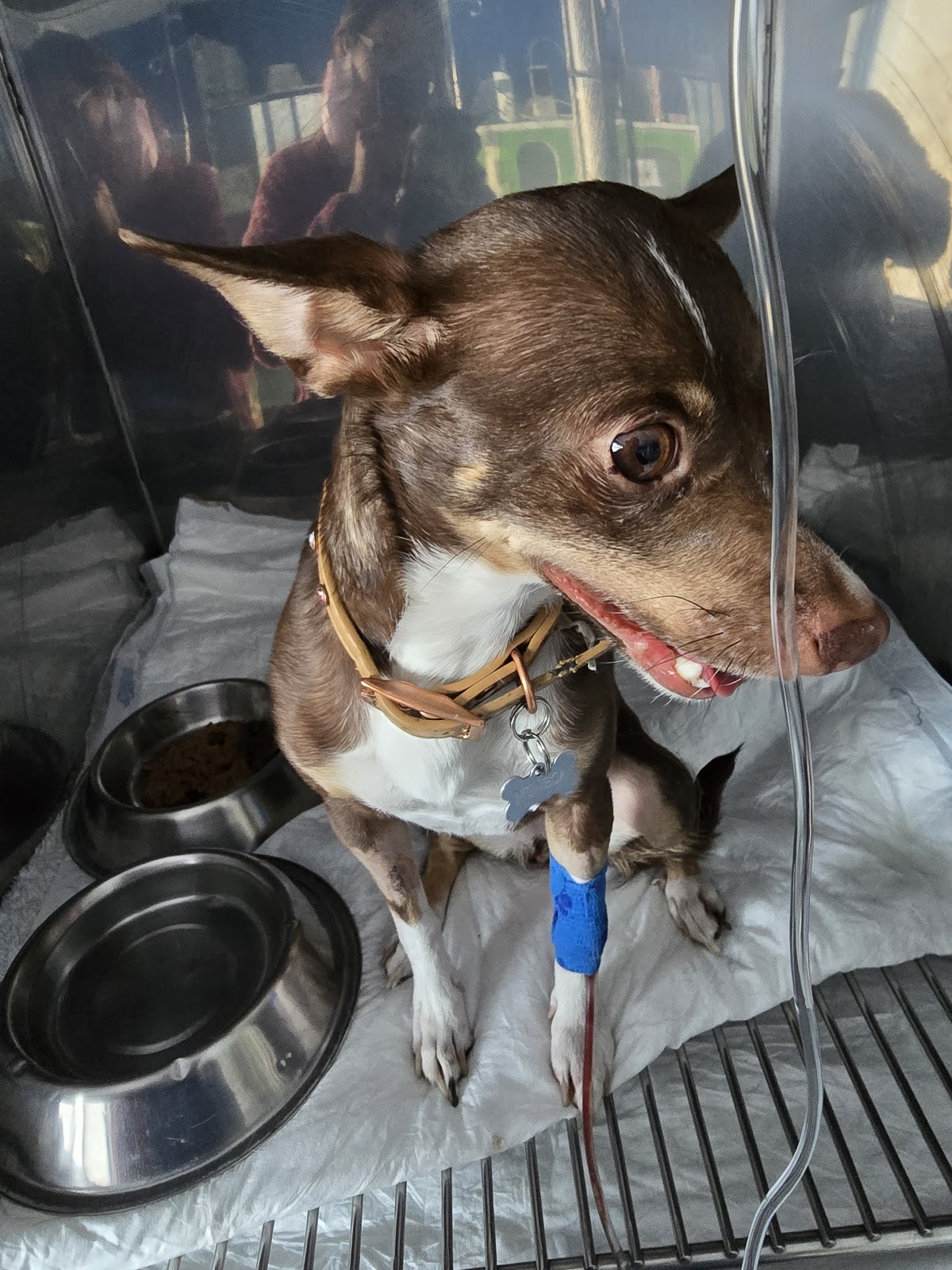 Centro Veterinario Integral — foto 2