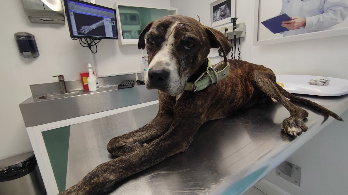 Centro Veterinario Integral — foto 4