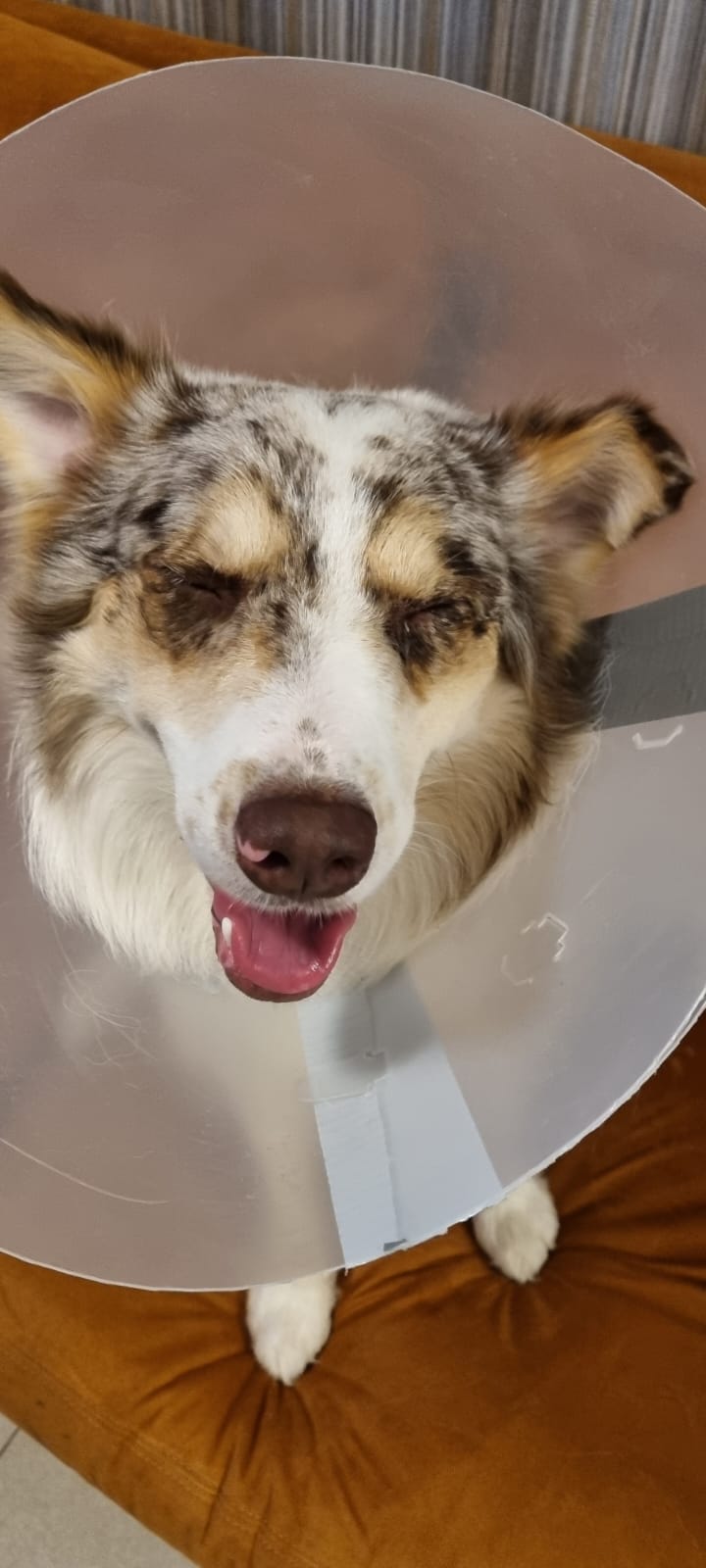 Dr Hinojosa Hospital Veterinario Sucursal Dominio Cumbres Plaza Domena — foto 3