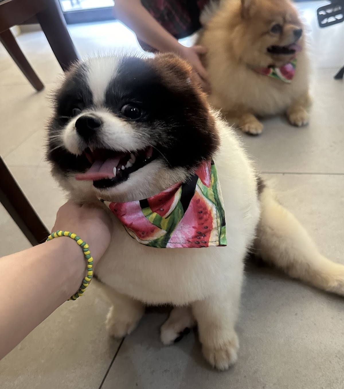 Dr Hinojosa Hospital Veterinario Sucursal Dominio Cumbres Plaza Domena — foto 4