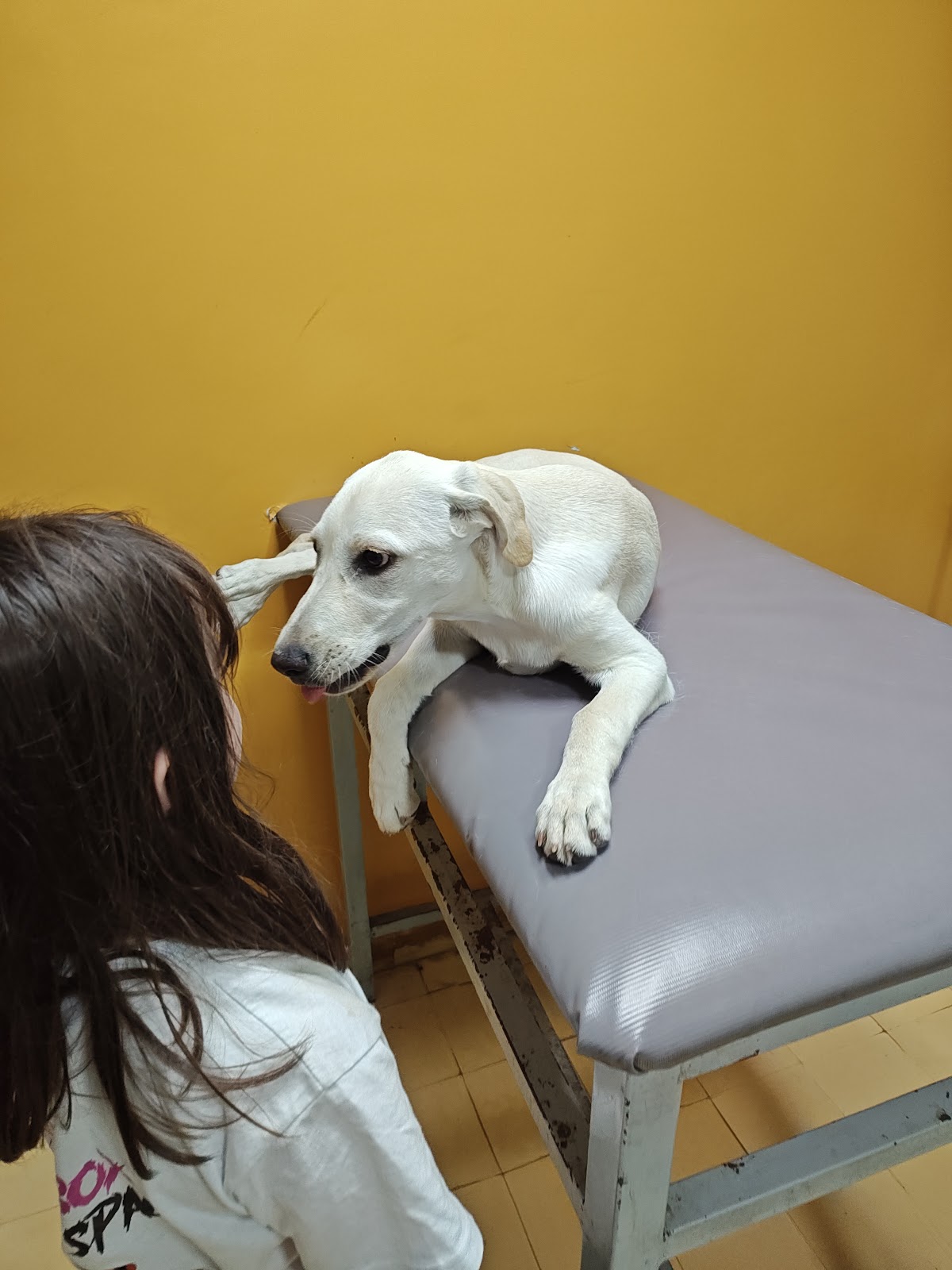 Clínica Veterinaria Norte