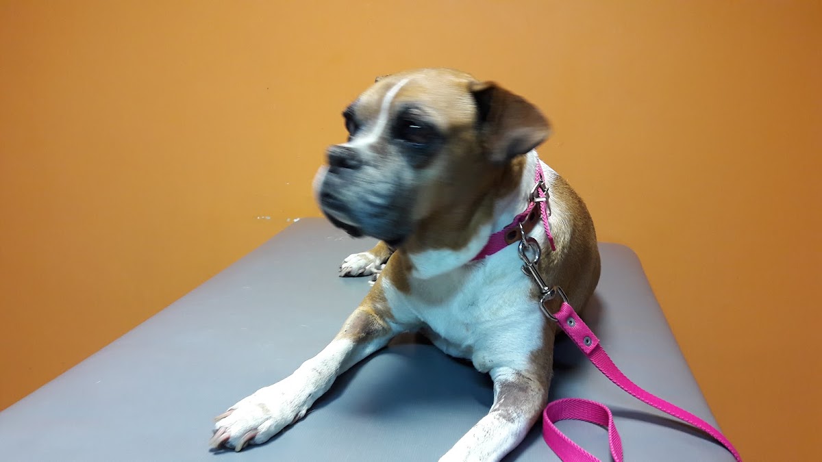Clínica Veterinaria Norte — foto 3