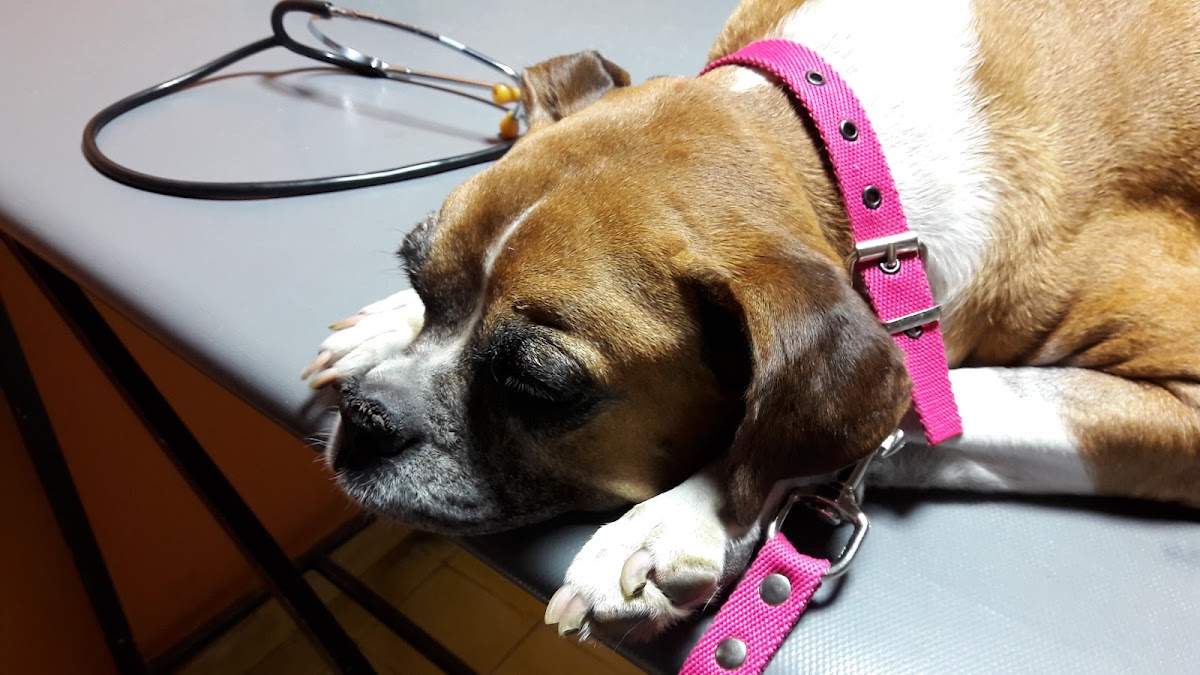 Clínica Veterinaria Norte — foto 4
