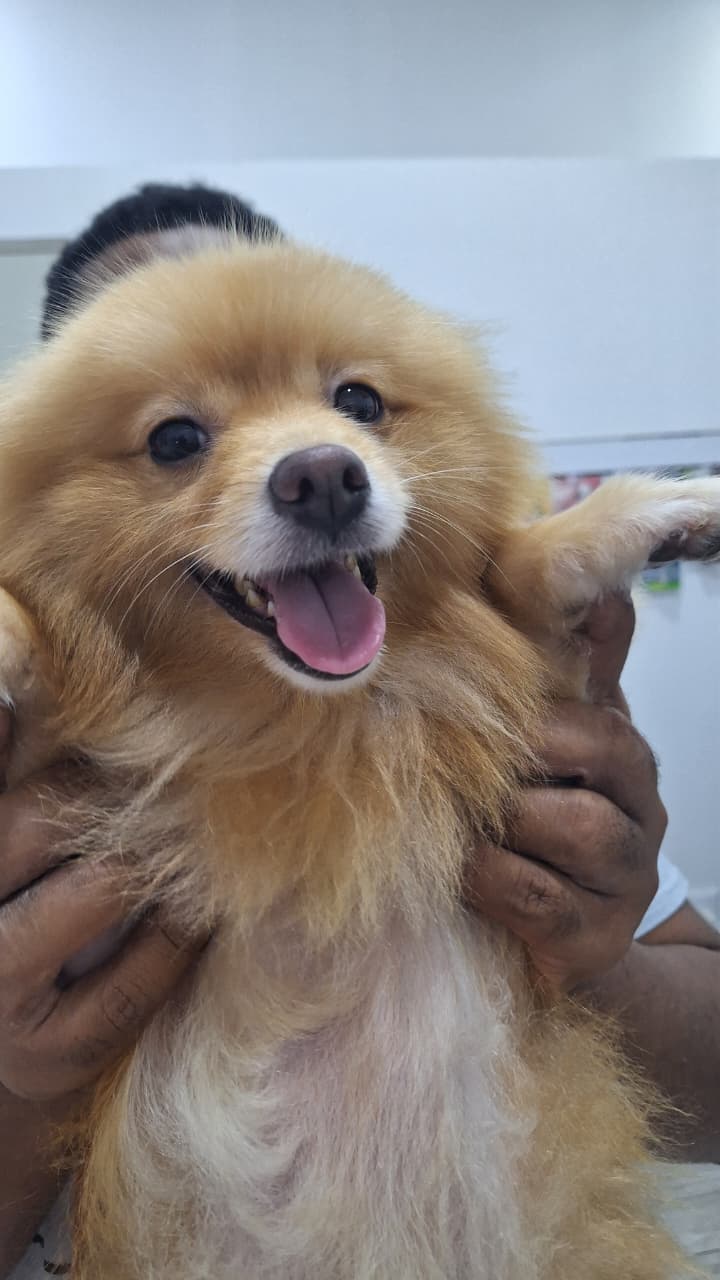 DogTor Cancún