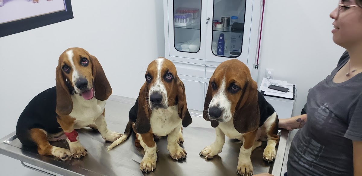 DogTor Cancún — foto 2