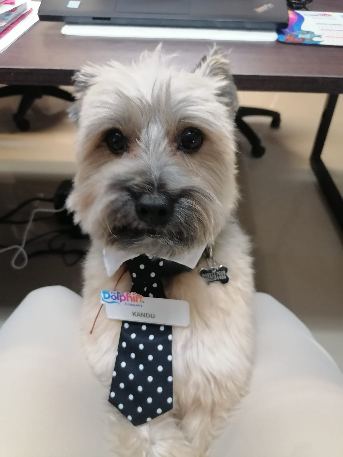 DogTor Cancún — foto 3