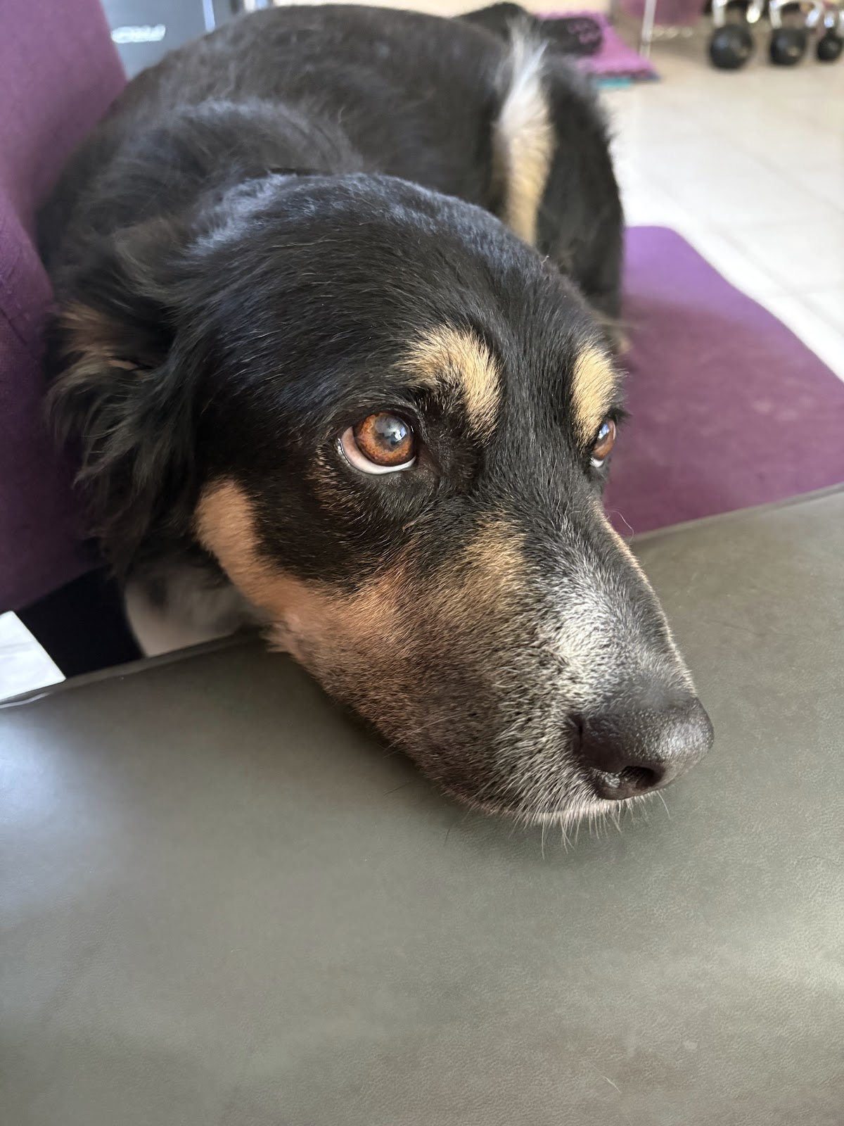DogTor Cancún — foto 4