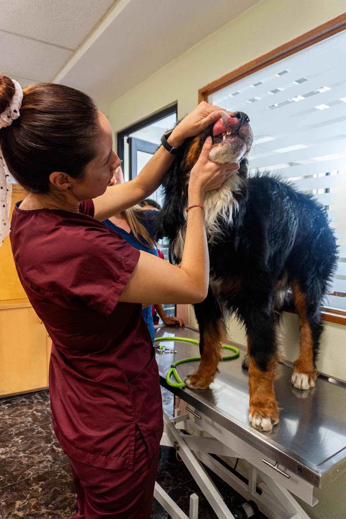 Dermatología Veterinaria DermaCare Condesa