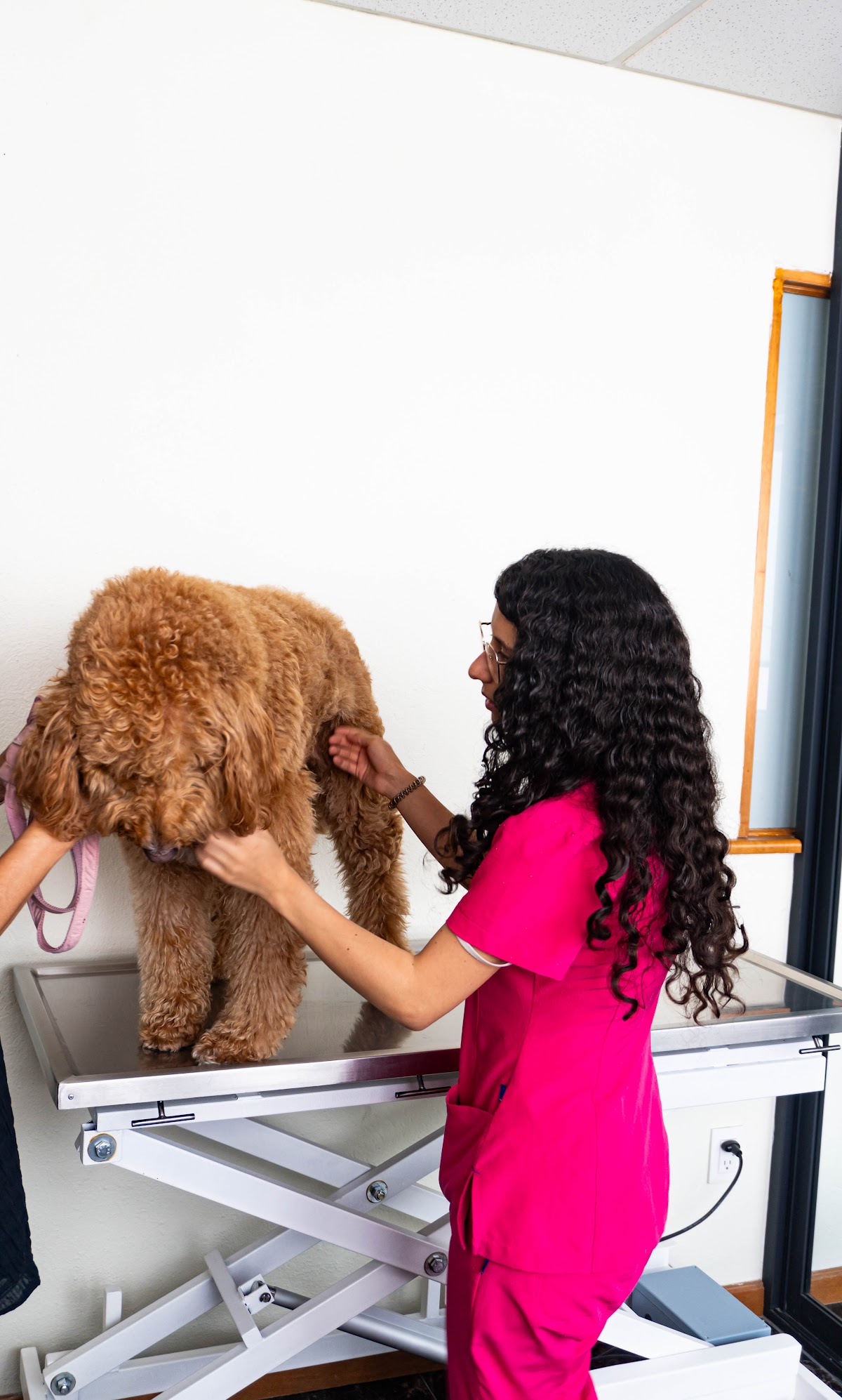 Dermatología Veterinaria DermaCare Condesa — foto 4