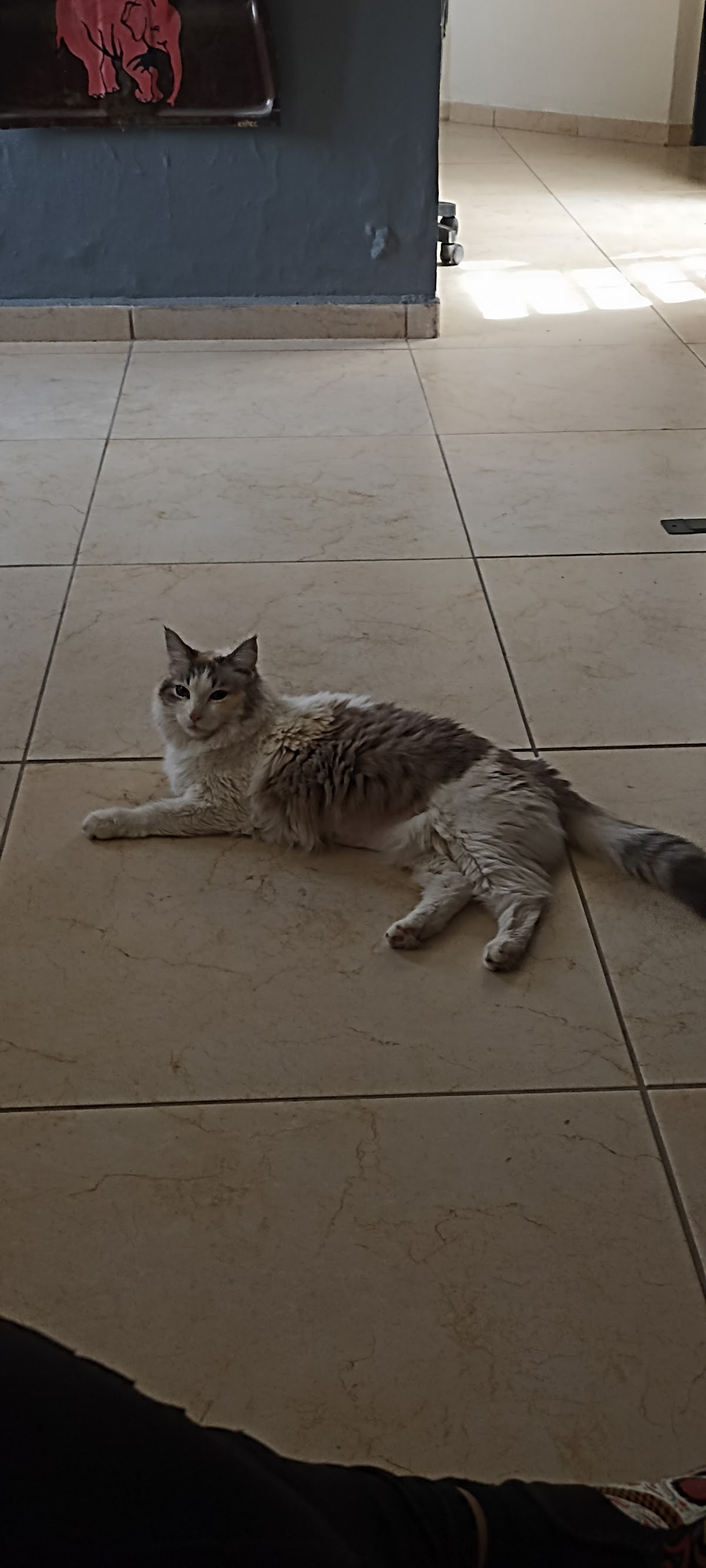 HOSPITAL VETERINARIO SAN MIGUEL — foto 2