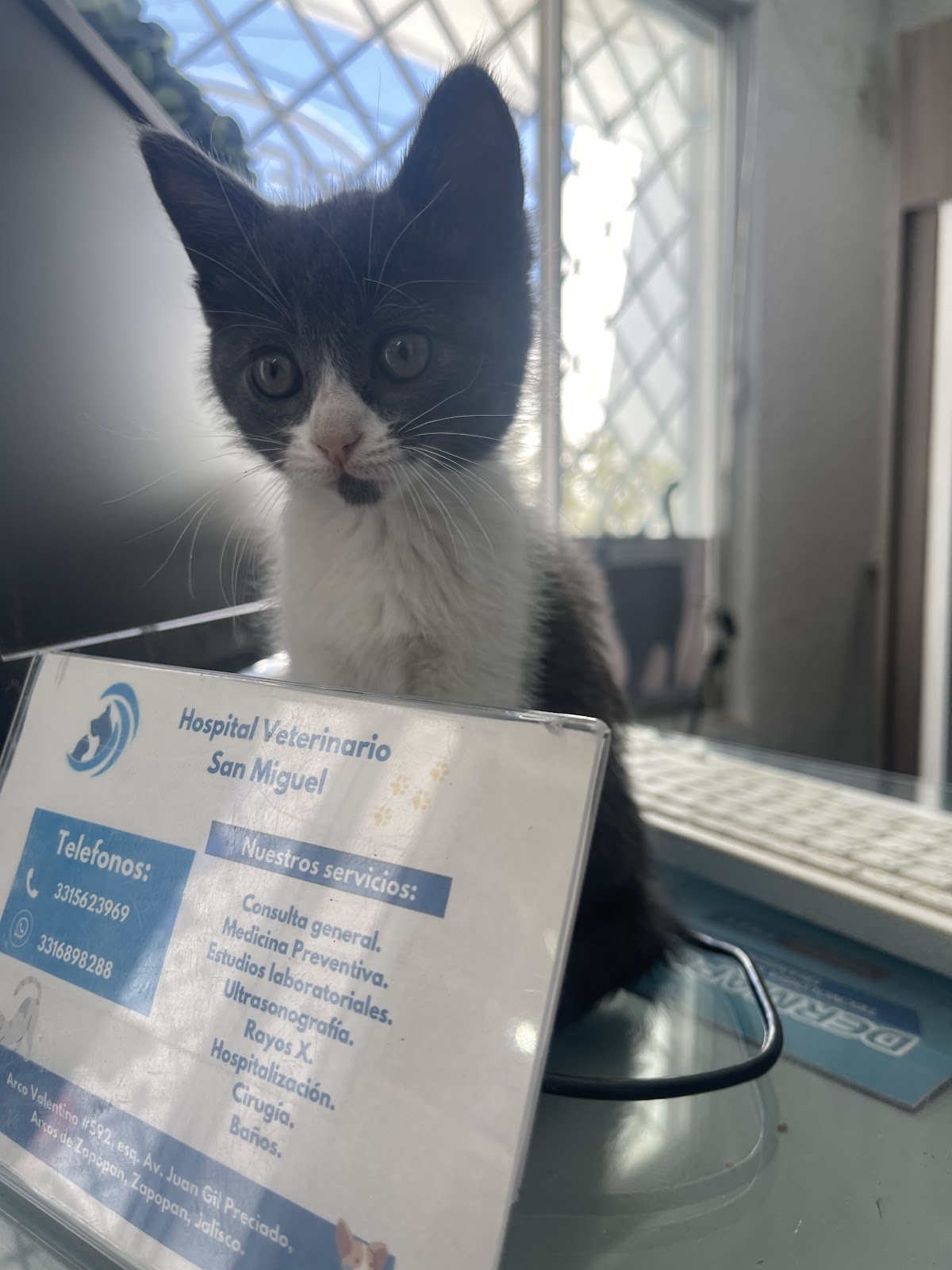 HOSPITAL VETERINARIO SAN MIGUEL — foto 3