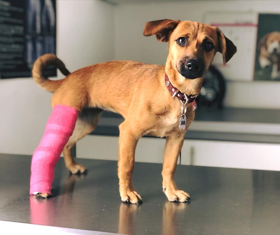 Hospital veterinario Alvet — foto 2