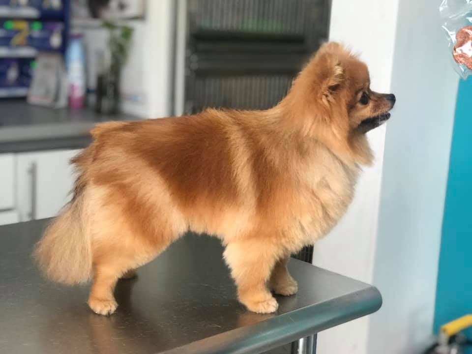 Hospital veterinario Alvet — foto 4