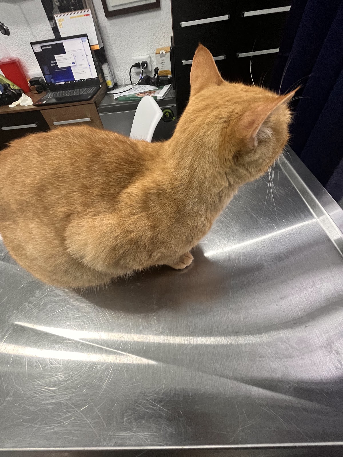 Small Animal Clinic Cancun