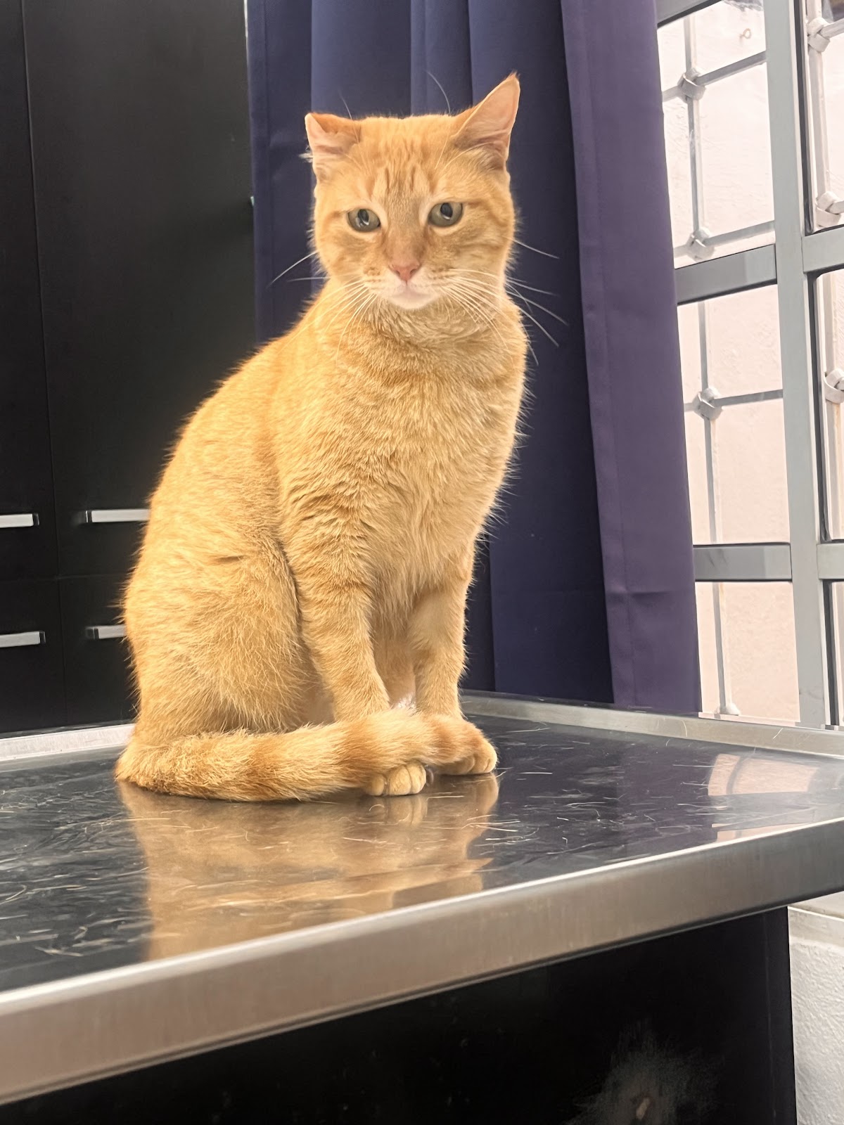 Small Animal Clinic Cancun — foto 2