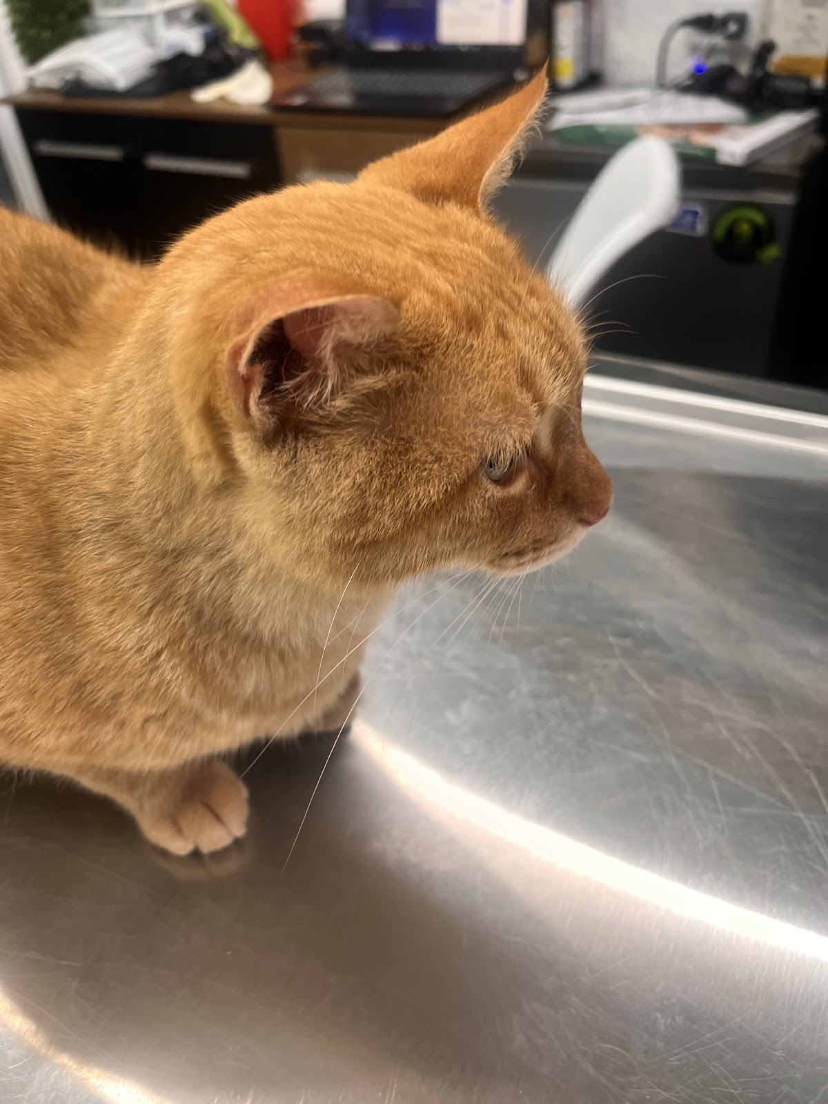 Small Animal Clinic Cancun — foto 3