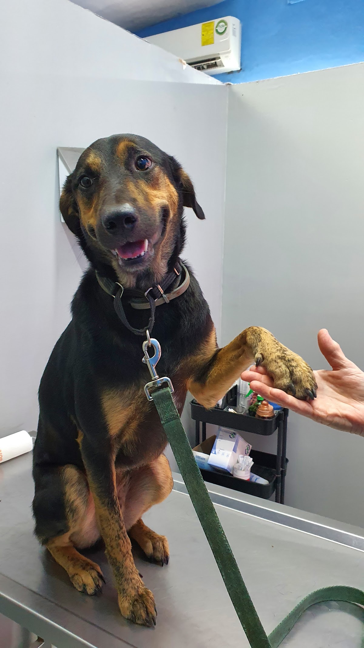 Medical Pet´s