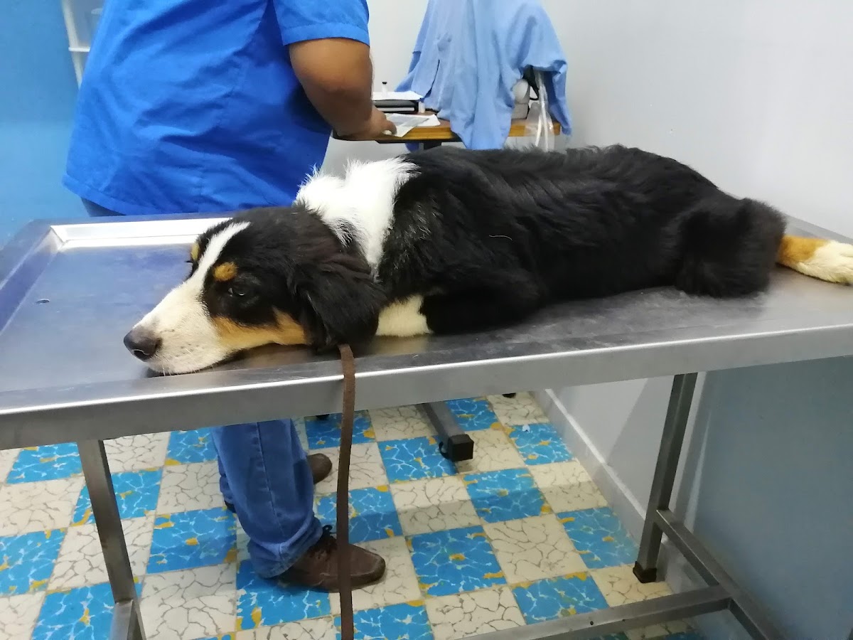 Medical Pet´s — foto 2