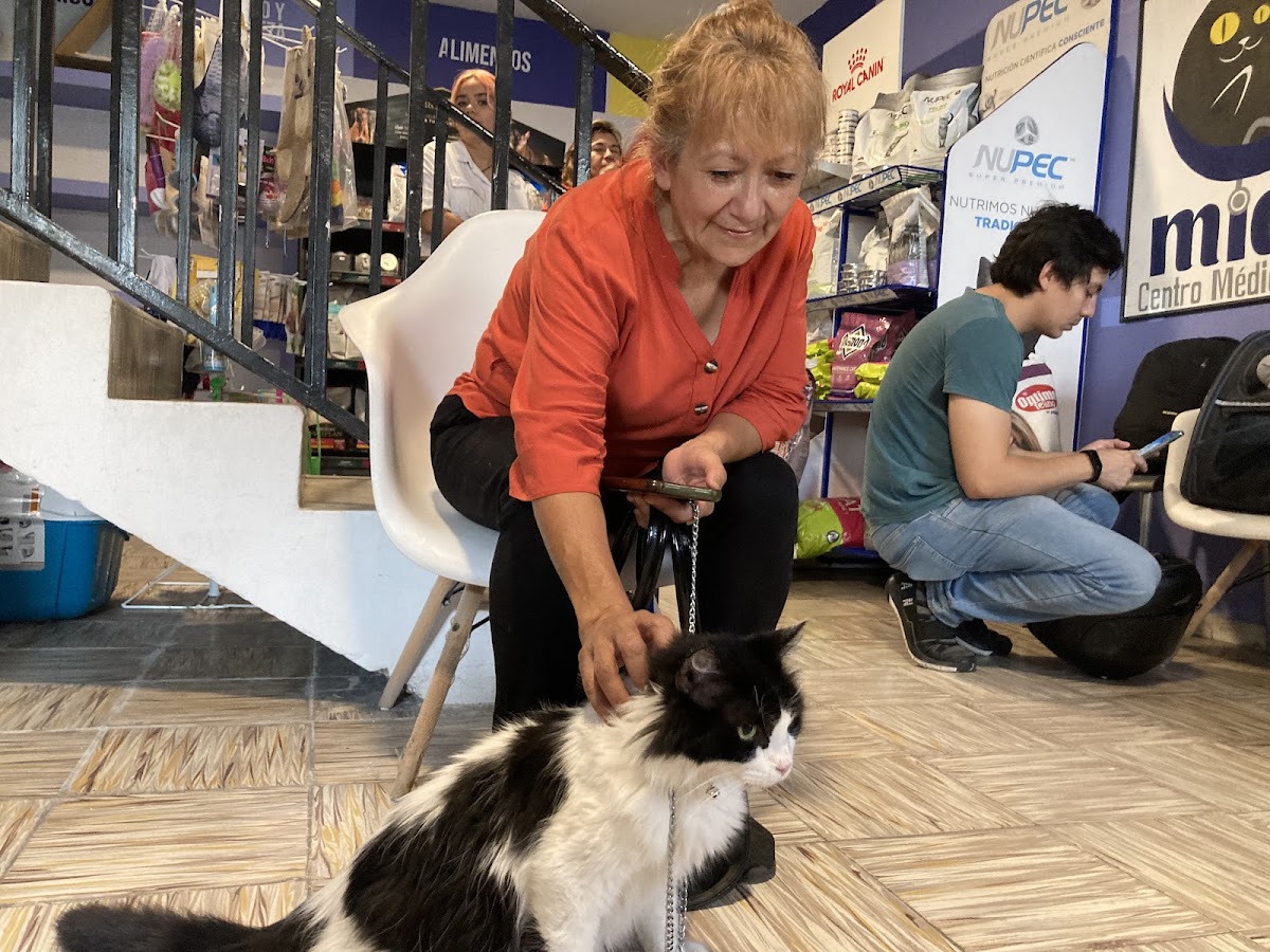 Miau centro médico felino — foto 4