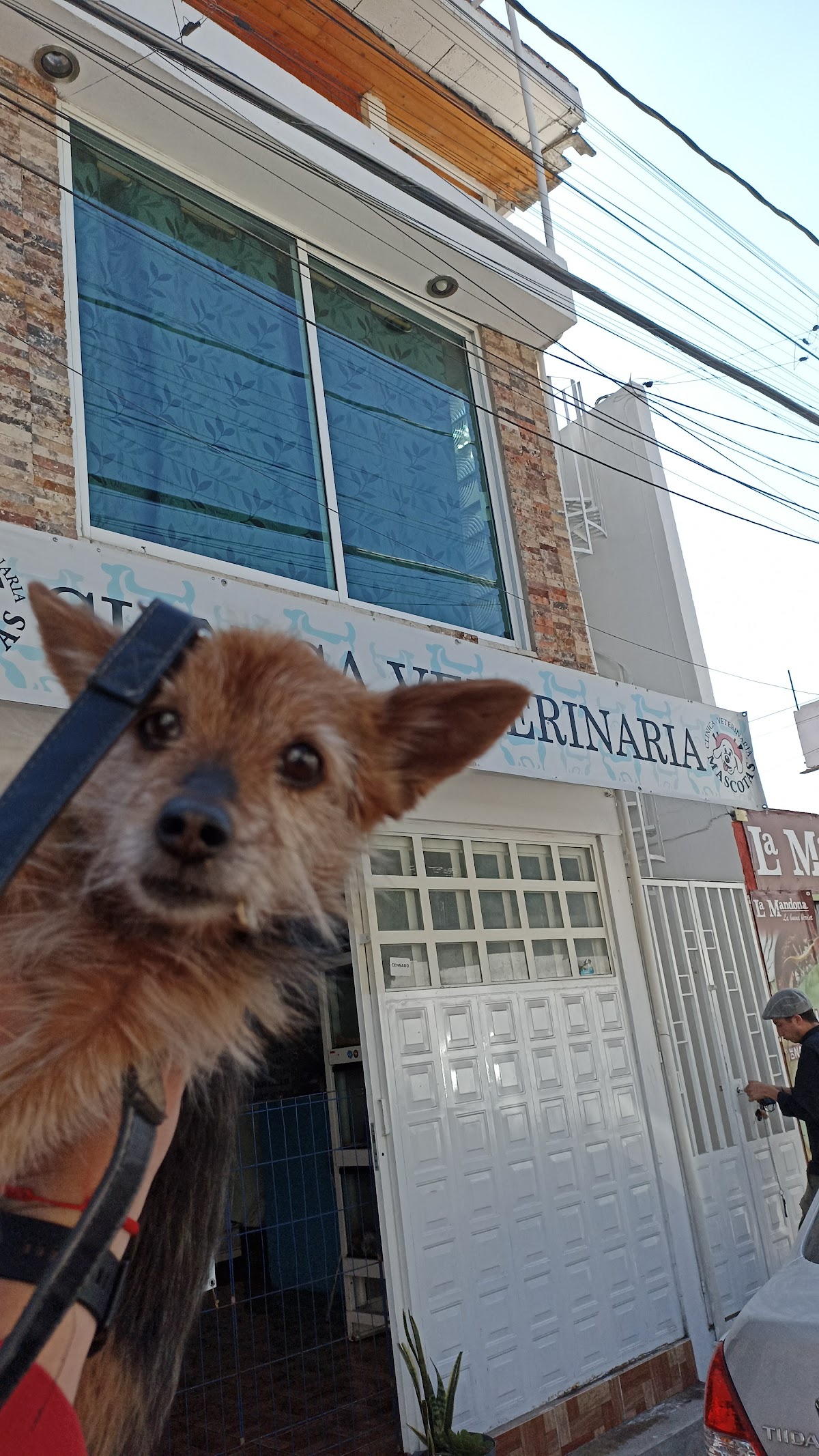 CLINICA - VETERINARIA MASCOTAS — foto 2