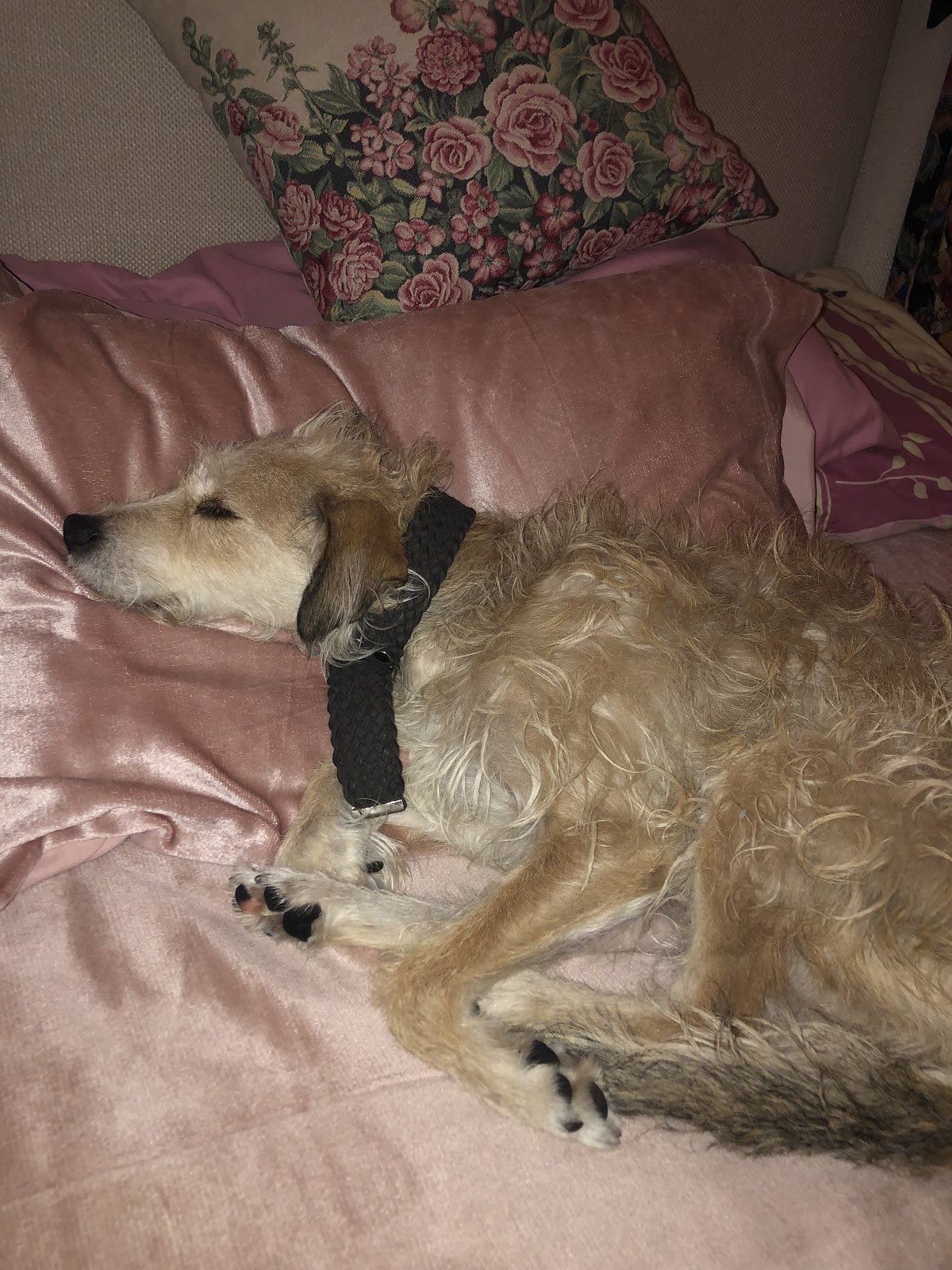 CLINICA - VETERINARIA MASCOTAS — foto 4