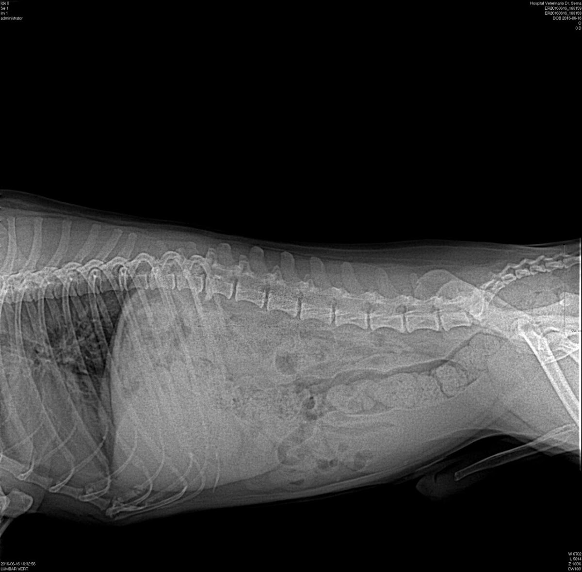 Pets Care Hospital Veterinario Dermatólogo Veterinario en Monterrey - Traumatólogo Veterinario en Monterrey. — foto 3