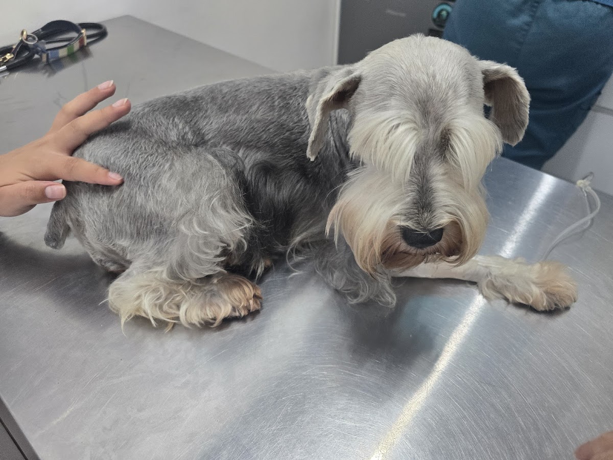 Dra. Mercier Hospital Veterinario — foto 3