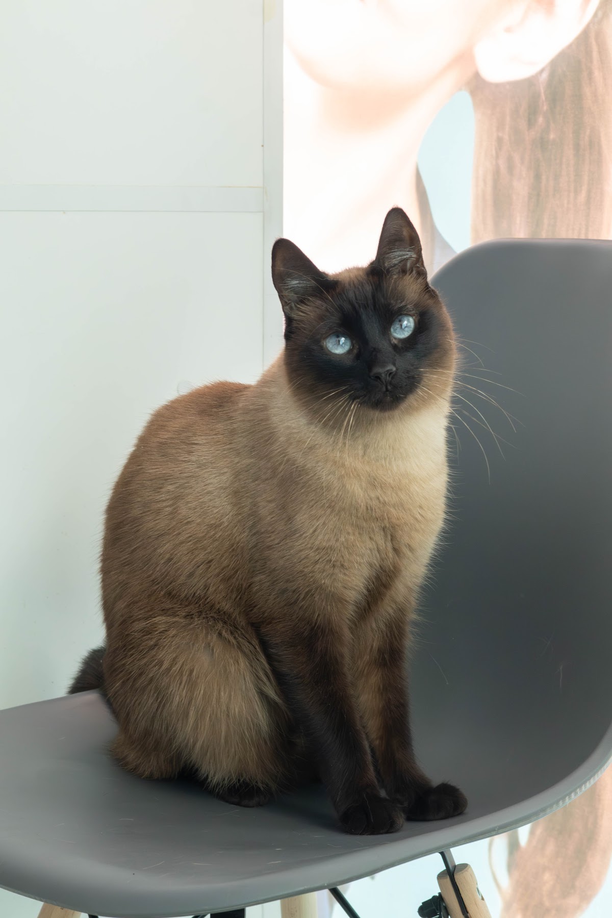 Dra. Mercier Hospital Veterinario — foto 4