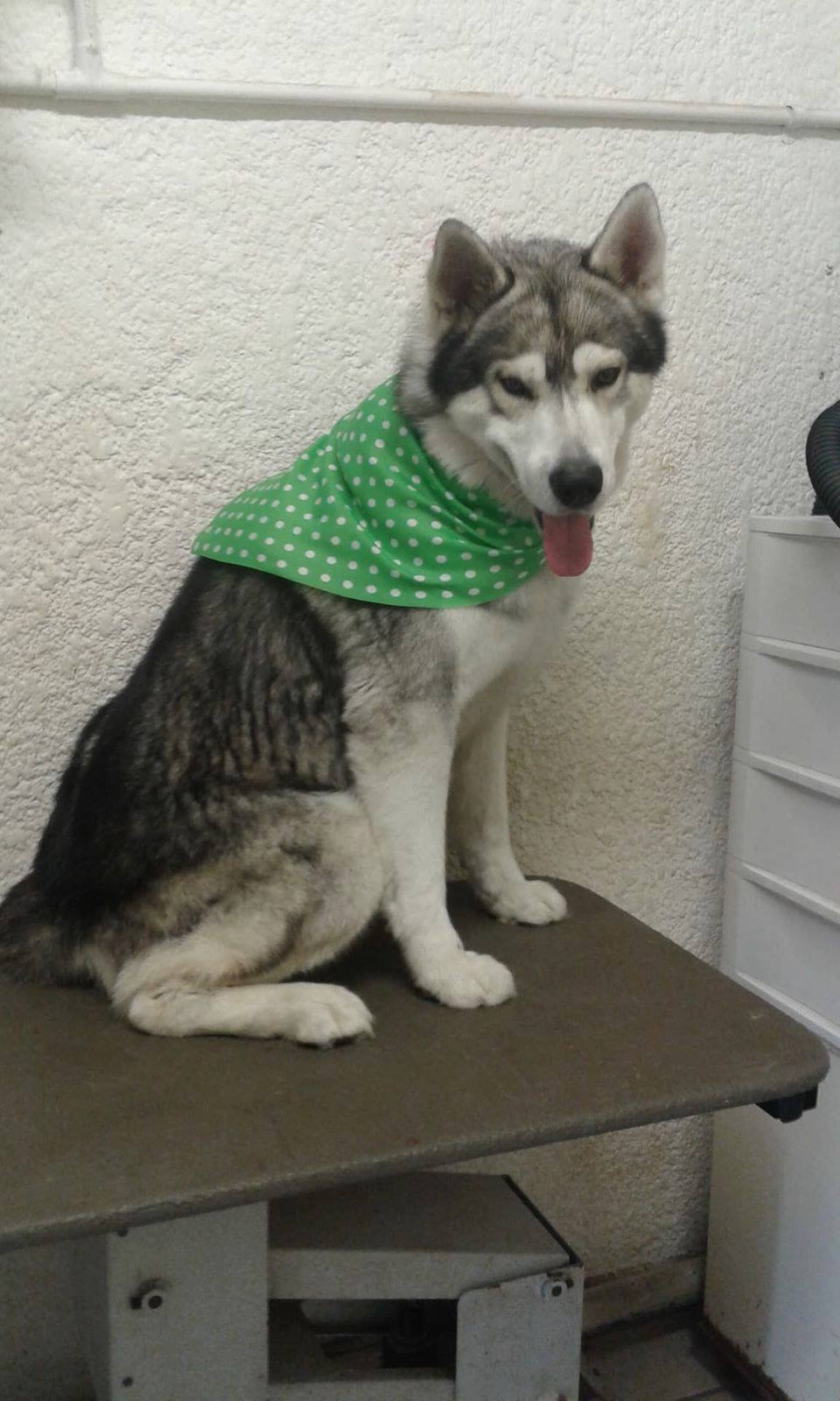 Emevet Veterinaria — foto 3