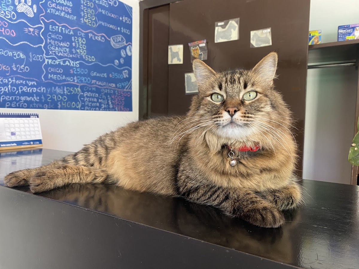 Centro Veterinario Wego