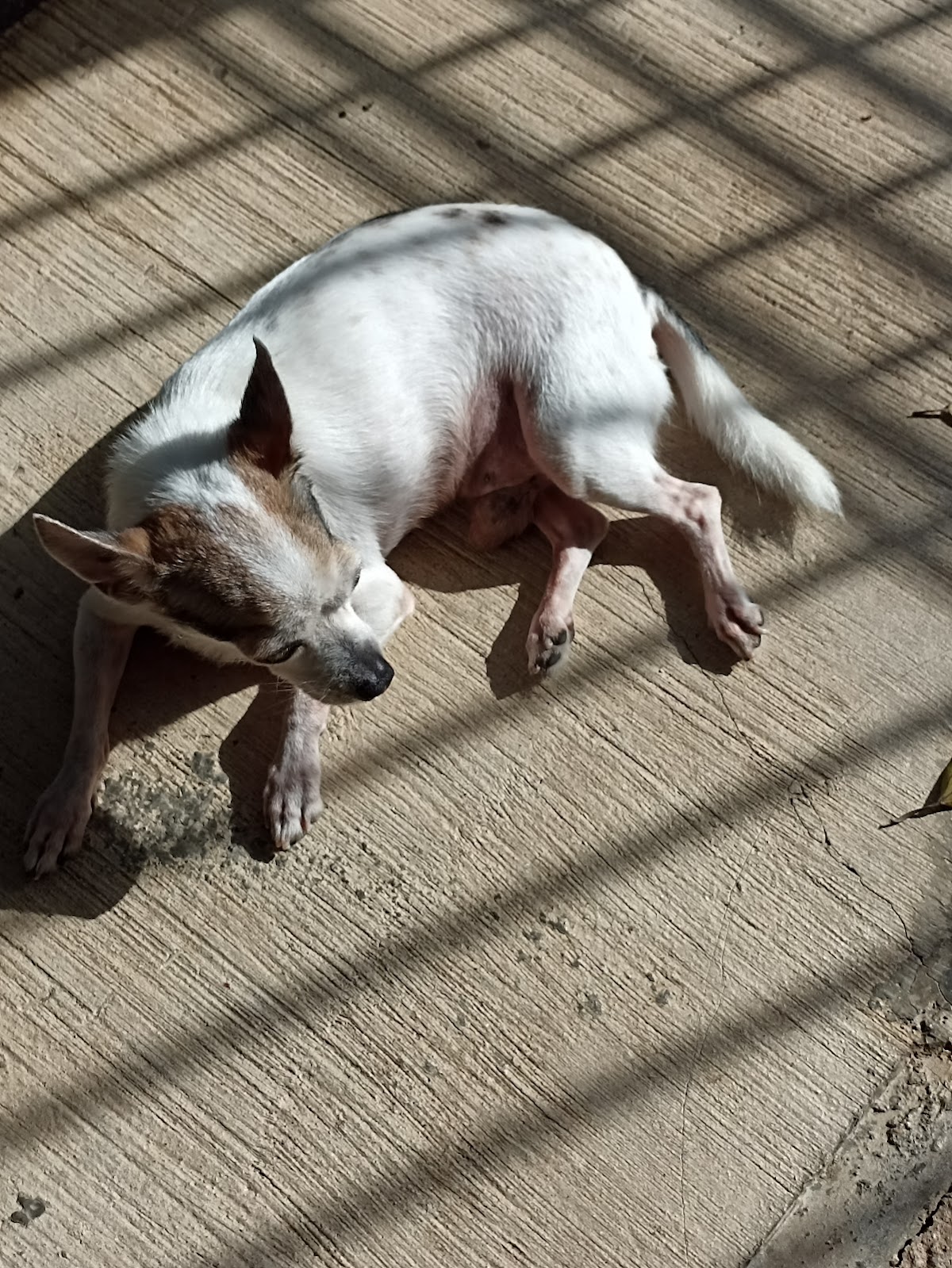 Veterinaria de Especialidades Kun — foto 4