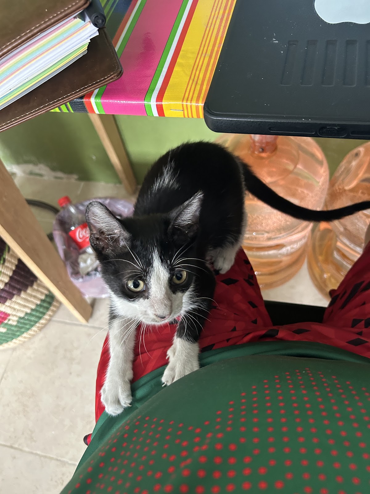 POLICLÍNICA VETERINARIA — foto 3