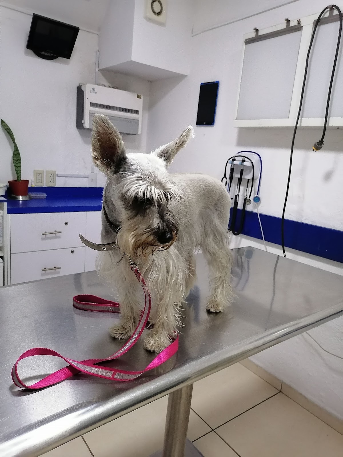 The Animal Health Center