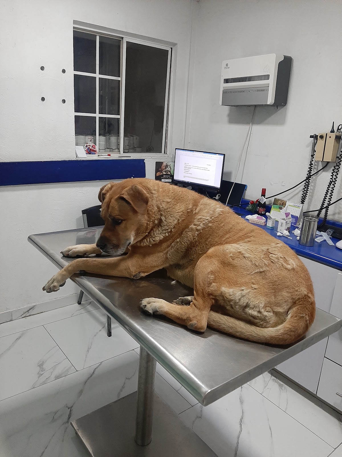 The Animal Health Center — foto 2