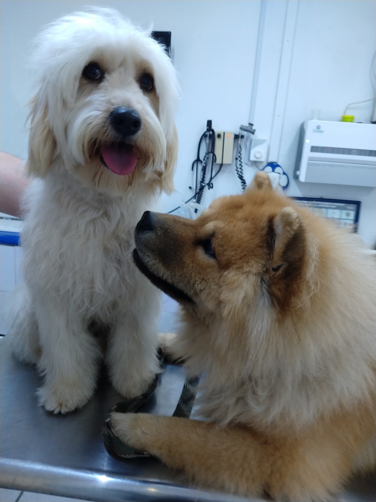 The Animal Health Center — foto 4