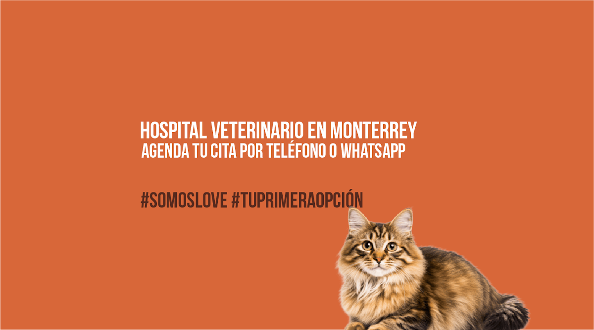 Love Hospital Animal | Cats