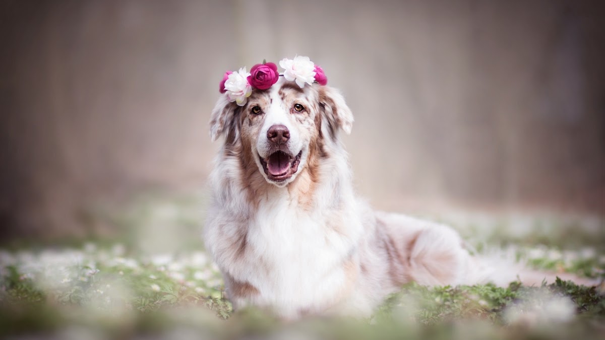 Clínica Veterinaria Balam Ags.