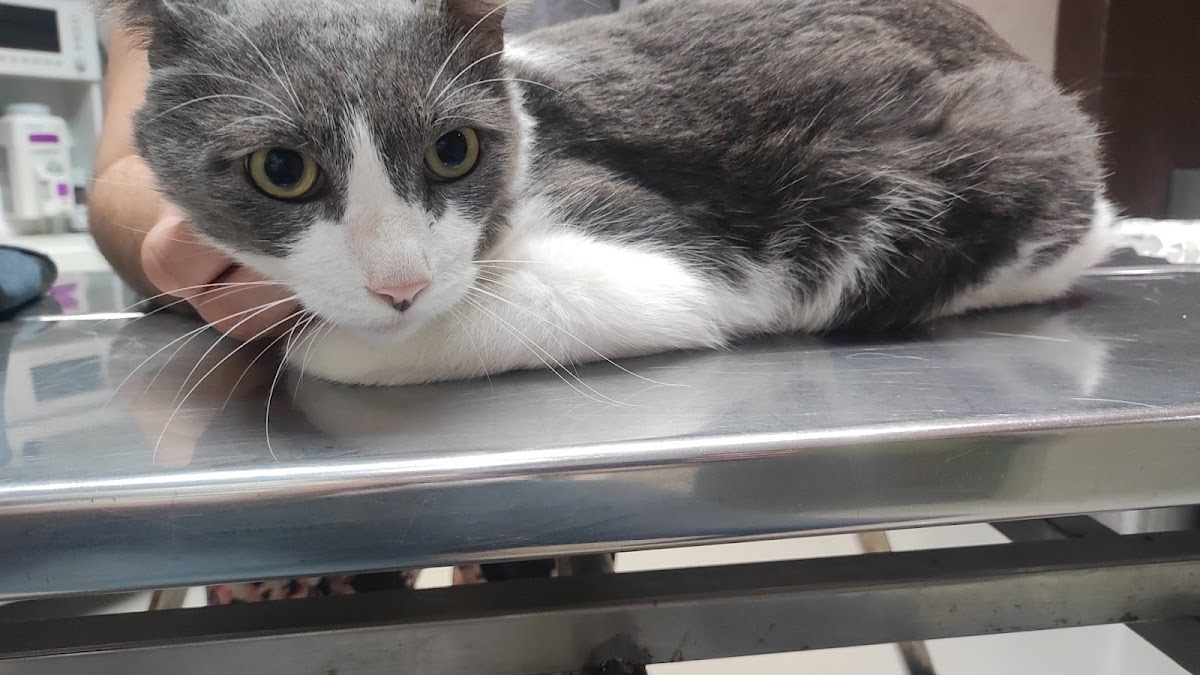 Centro Médico Veterinario — foto 4