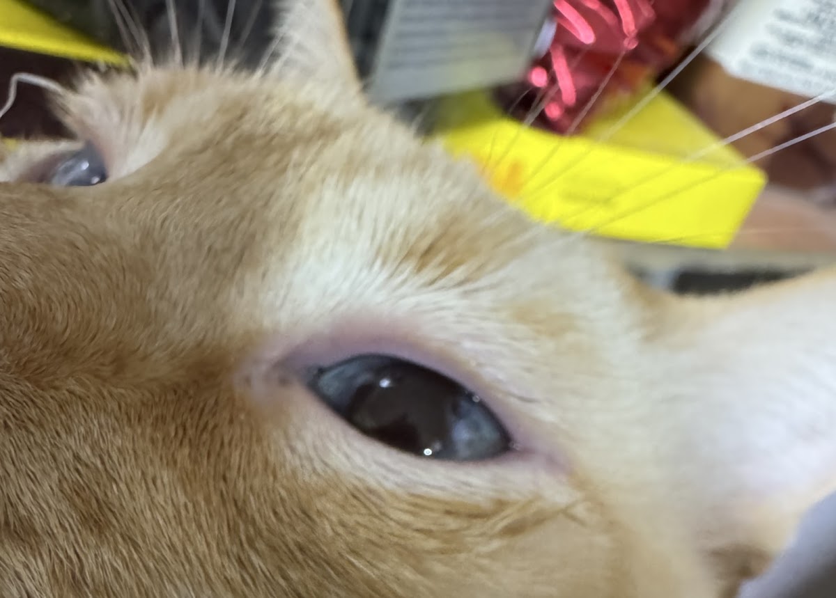 Hospital de Oftalmología Veterinaria EyeCare Polanco — foto 3
